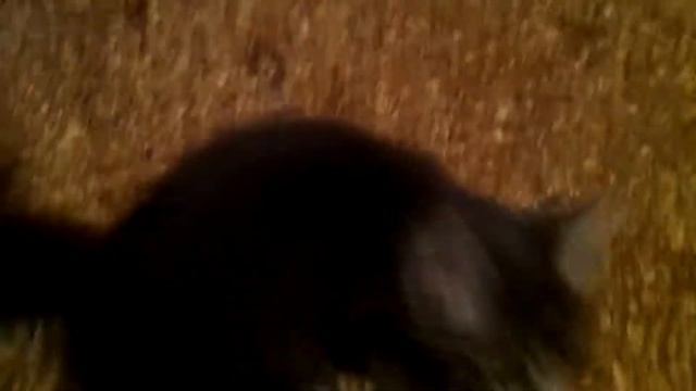 Маточное поголовье бролеров смотреть онлайн