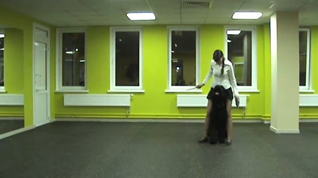 Лавелина Евгения и РЧТ Авер Мак Харвист, кл. Дебют-Фристайл