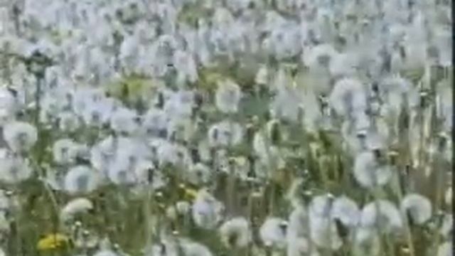 Розповсюдження насіння вітром смотреть онлайн