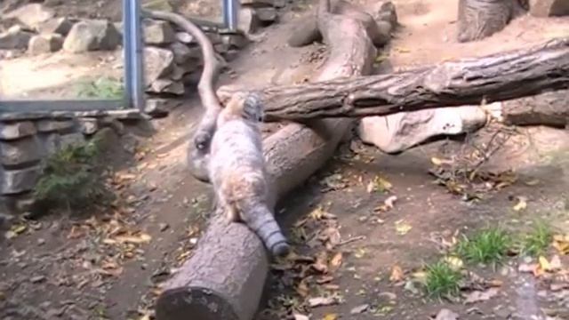 Манулы. Manuls (Pallas's cats) in Zoo. Jihlava. Czech republic. смотреть онлайн