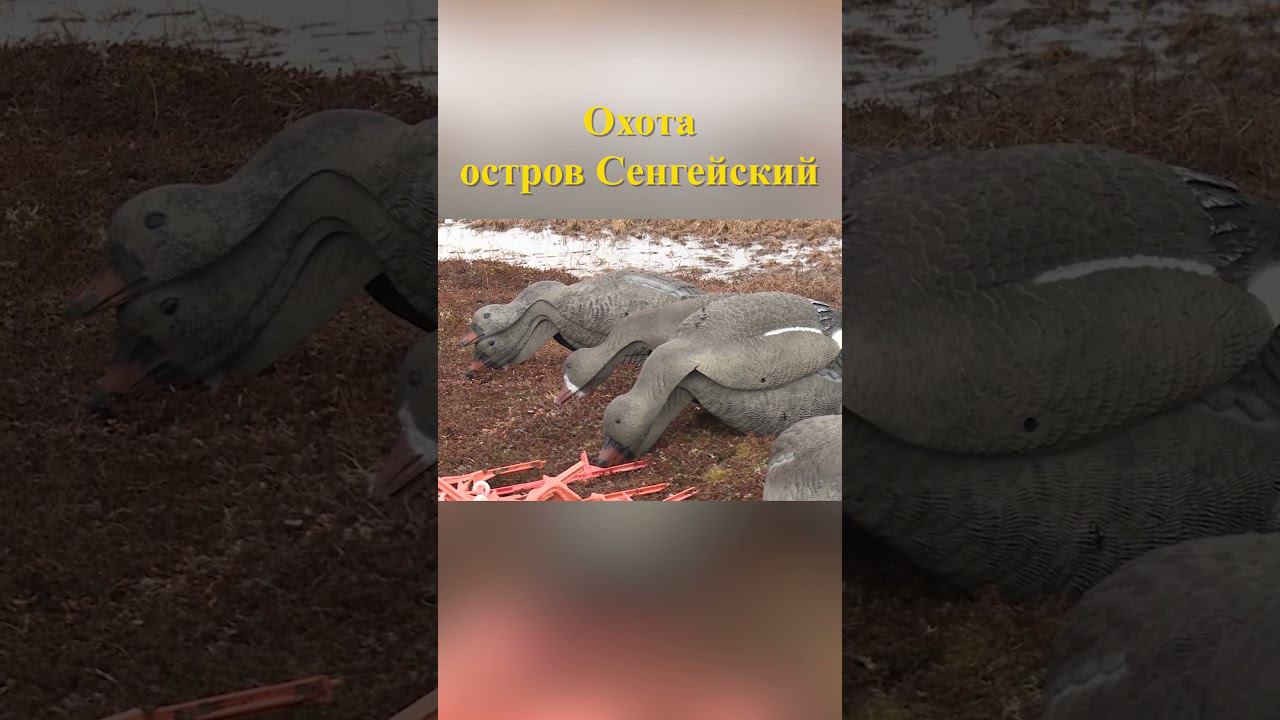 Охота на острове Сенгейский 23 #охотавроссии #охотанагуся смотреть онлайн