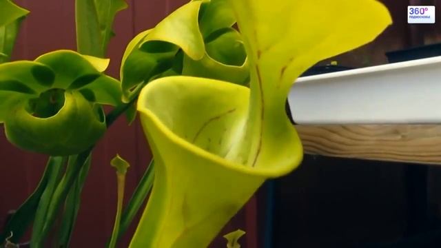 Топ 5 хищных растений убийц смотреть онлайн