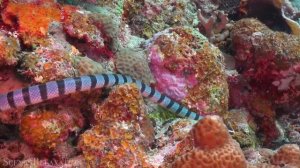 Океан подводный мир 4к.mp4