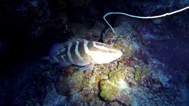 Scuba diving at Playa Pesquero - Cuba смотреть онлайн