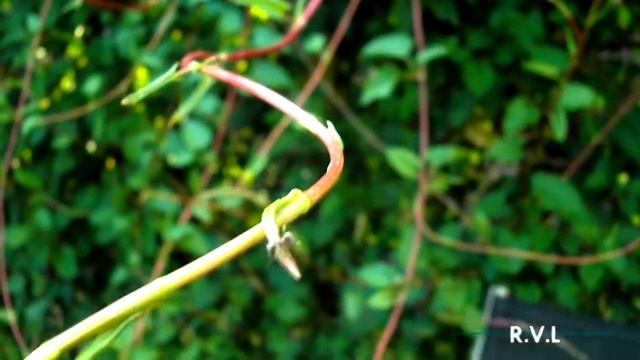 Nature/random смотреть онлайн