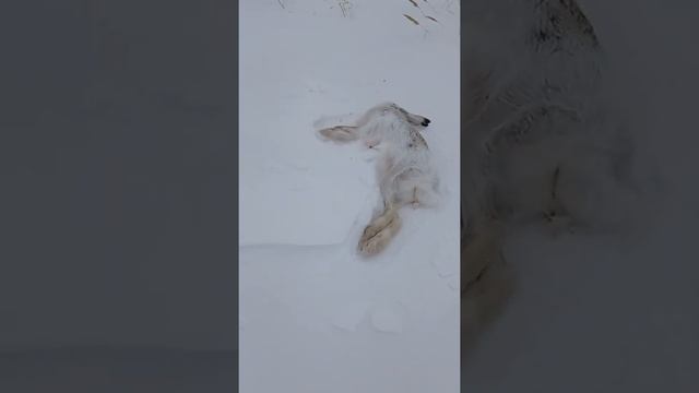 заяц русак #4 смотреть онлайн
