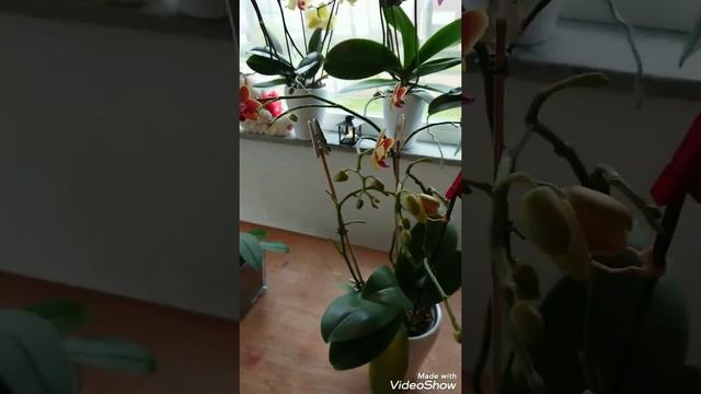 Phalaenopsis multiple flower spikes смотреть онлайн