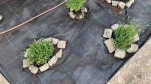 Цветник (клумба) без сорняков- реально? Проблемы и решения на клумбе.