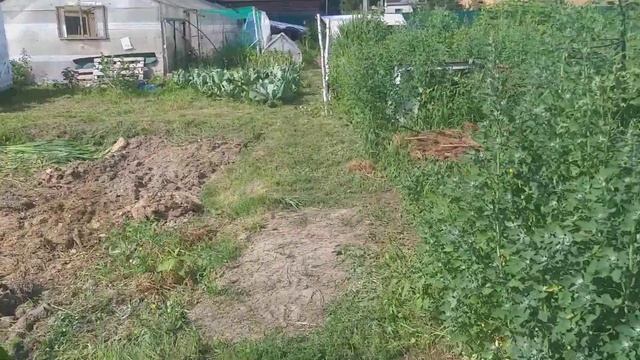 Белокрылка в теплице! Что сделала...Огурцы и клубника в июле. смотреть онлайн