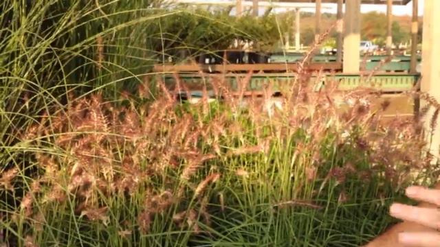 Prides Corner Farms has everything your fall landscape needs! смотреть онлайн