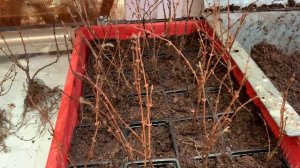 Размножение жимолости делением куста. 25.11.21