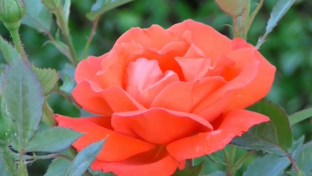 Flower Blooming Time Lapse | Watch Flower Bloom in front of your eyes смотреть онлайн