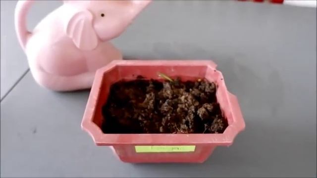 61 Days of Growing Longan Fruit from Fresh Seeds to Seedlings in a Plastic Pot смотреть онлайн