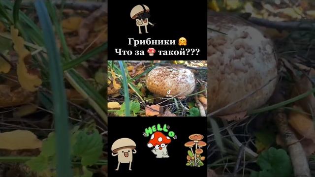 Съедобный или нет??| Что за гриб ? такой? | Может кто знает?| #грибы #влесзагрибами #подсказки смотреть онлайн