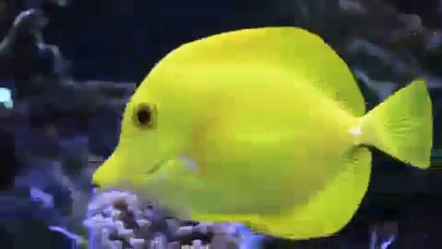 Кори Шерали Санкт-Петербург смотреть онлайн