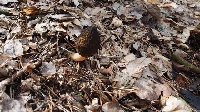 Morchella conica - smrčok kužeľovitý смотреть онлайн
