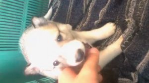 Щенок Лайки 1 месяц