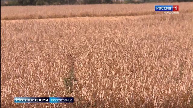 В Мордовии собрали более 1 миллиона тонн зерна смотреть онлайн