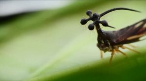 5 САМЫХ необычных насекомых в мире!