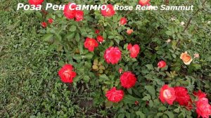 Яркие розы шрабы, которые притягивают мах восторженных взглядов. Необычайной красоты цветки!