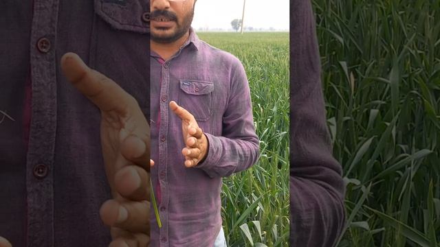 Loose smut of wheat || Kangyari disease of wheat смотреть онлайн