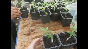 Помидор в теплице. Угловое - серия 1.Технология прививки томата. Томат на подвое.