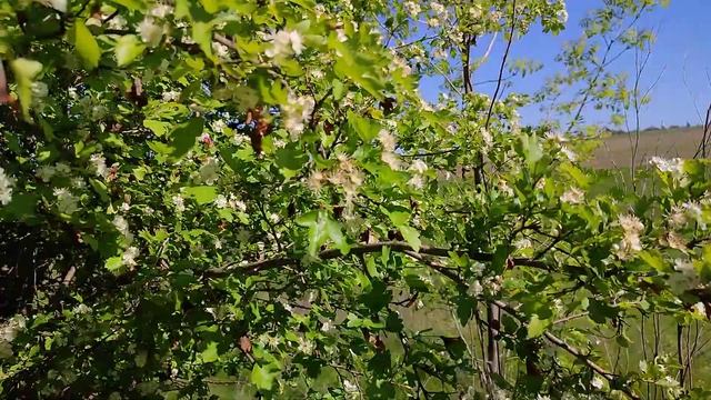 Цветет боярышник!) смотреть онлайн