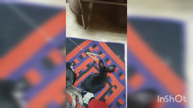 Домашний кролик на безклеточном содержании 🐇 смотреть онлайн