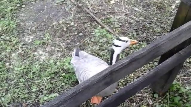 Гусь гопник ? смотреть онлайн