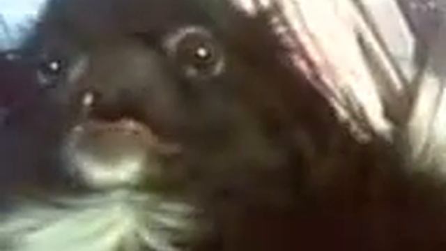 самая злая собака!!!! смотреть онлайн