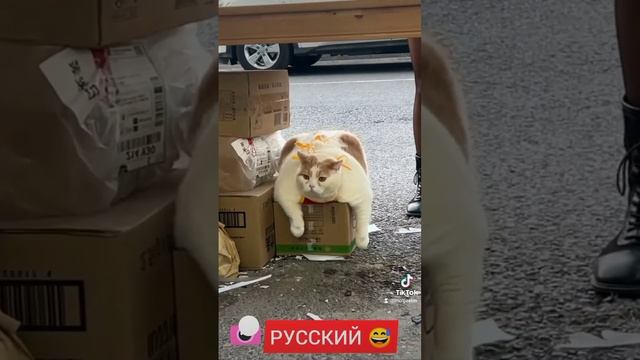 Наш кот ??? смотреть онлайн