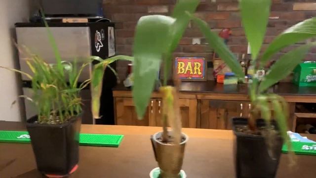 Washingtonia robusta seedling vlog смотреть онлайн
