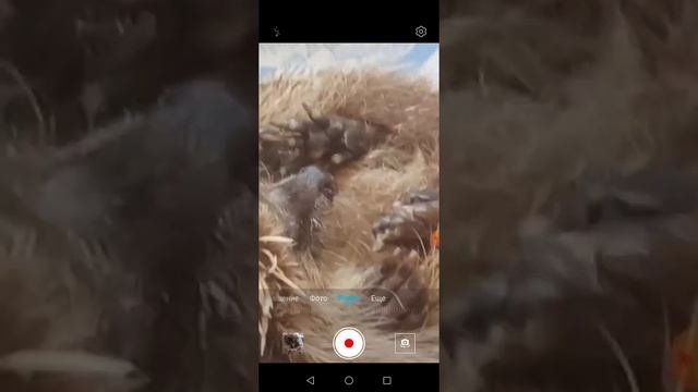 Наш ёжик дома в деревне ёж (дикий) смотреть онлайн