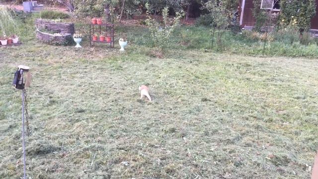 Кот поймал мышь. смотреть онлайн