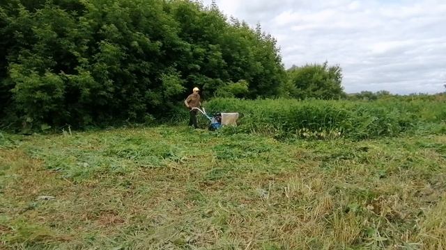 Убираем переросшую траву по старинке,мотоблоком. Доработанная ,роторная косилка в деле. смотреть онлайн