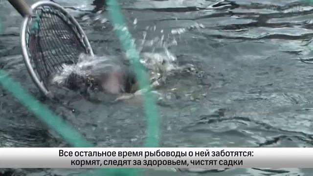 Делаем в Карелии. Форель из Тивдии