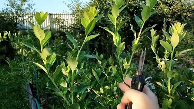 Размножение Голубики черенкованием. Самый лёгкий способ. смотреть онлайн