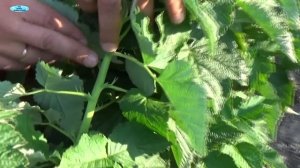 ОЧЕНЬ ХОРОШИЙ СОРТ МАЛИНЫ-ТАРУСА!