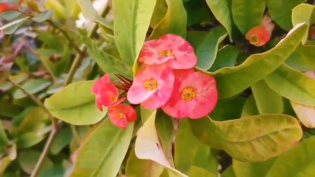 Surah Yaseen Surah Rahman Tilawat e Quran: Beautiful Voice | Hafiz Abdul Mateen смотреть онлайн