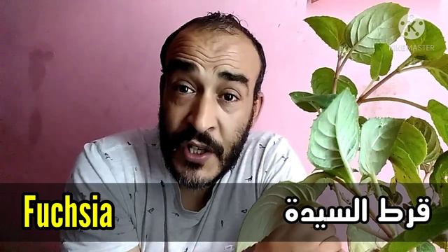 نبات الفوشيا او قرط السيدة | fuchsia смотреть онлайн