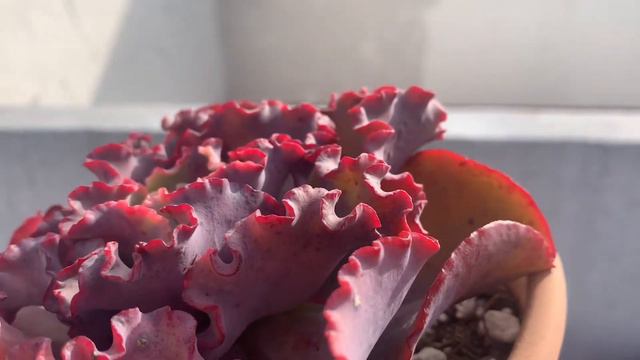 Suculentas Identificadas *NOMBRES CIENTÍFICOS*