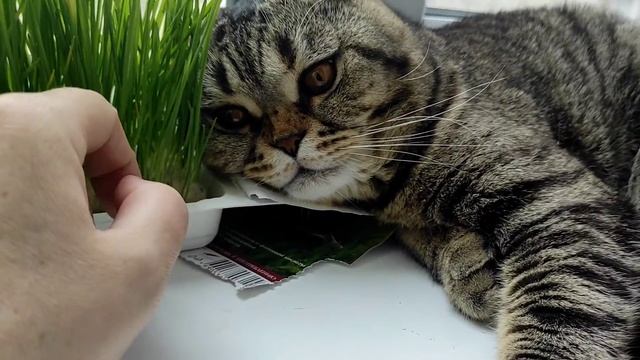 Вот так выглядит кошачья ностальгия по весне в середине зимы.) смотреть онлайн