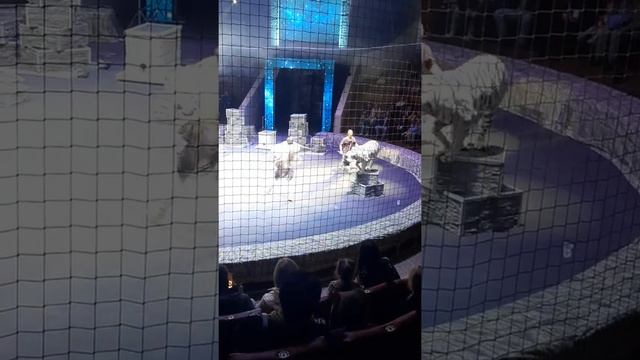 Белые тигры смотреть онлайн