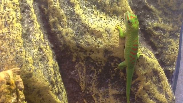 Кормление фельзумы | Фельзума мадагаскарская | Мадагаскарский дневной геккон | Phelsuma grandis смотреть онлайн