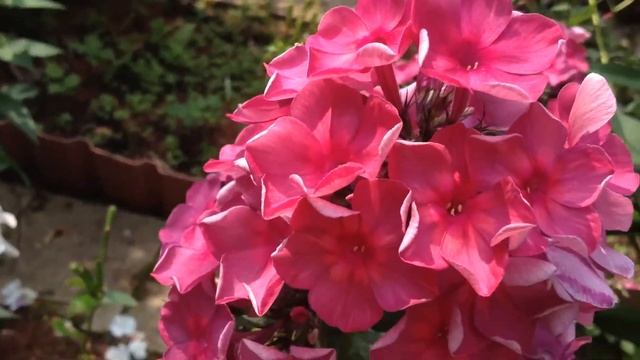 флокс Анна Каренина смотреть онлайн