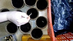 Проверяем и сажаем замоченные семена кукурузы Сахарный початок и Ранняя лакомка, спустя 2 дня