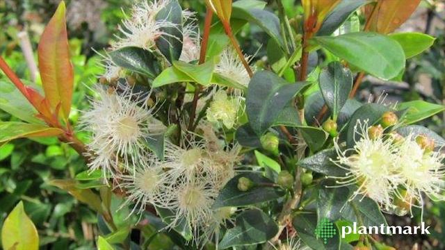 Syzygium australe Hinterland Gold Lilly Pilly at Plantmark Wholesale Nurseries смотреть онлайн