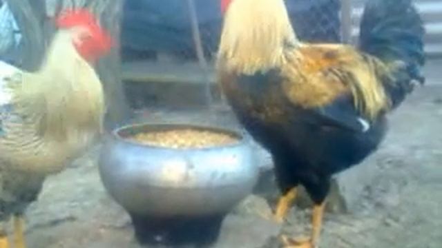 петухи Юрловские голосистые. Кормление откорм петухов смотреть онлайн