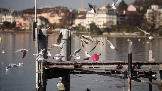 Teaser Swiss Web Program Festival смотреть онлайн