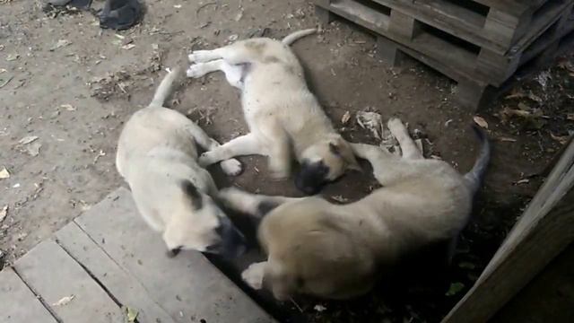 Щенки смешные смотреть онлайн